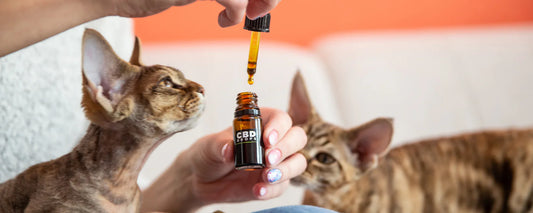 Cats about to take CBD oil drops