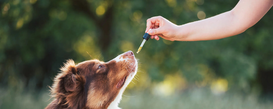 Dog taking CBD oil with nature background