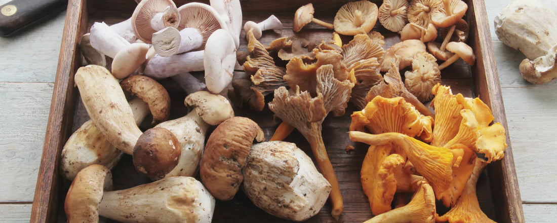 Nootropic mushrooms on a wooden board