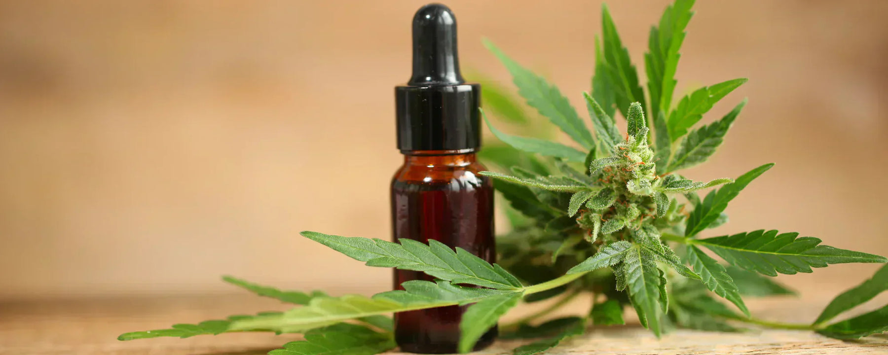 CBD oil bottle with hemp flower in the background