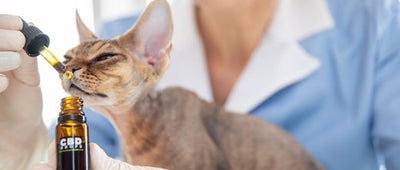 Is CBD Safe for Cats? A Guide for Pet Owners