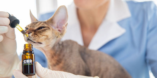 Cat taking CBD oil
