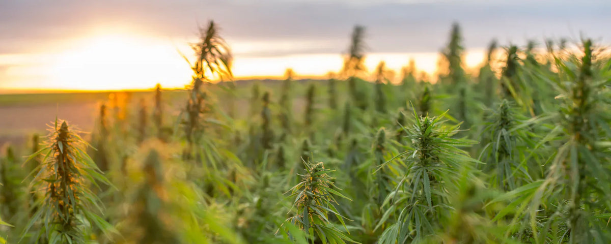 Hemp flower farm with sun rising in background