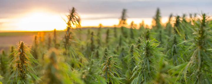 Hemp flower farm with sun rising in background