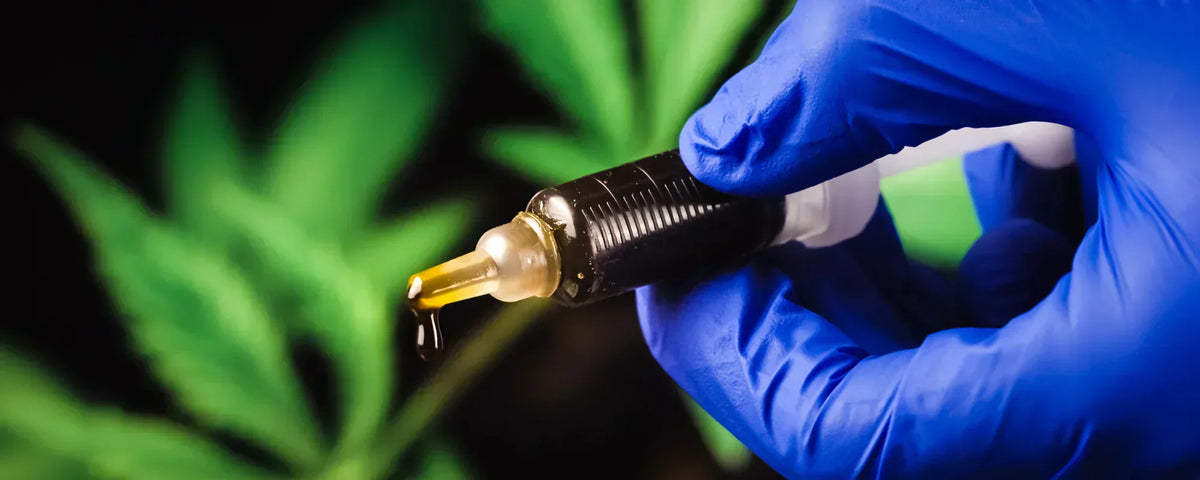 Someone holding a CBD paste syringe with hemp leaves