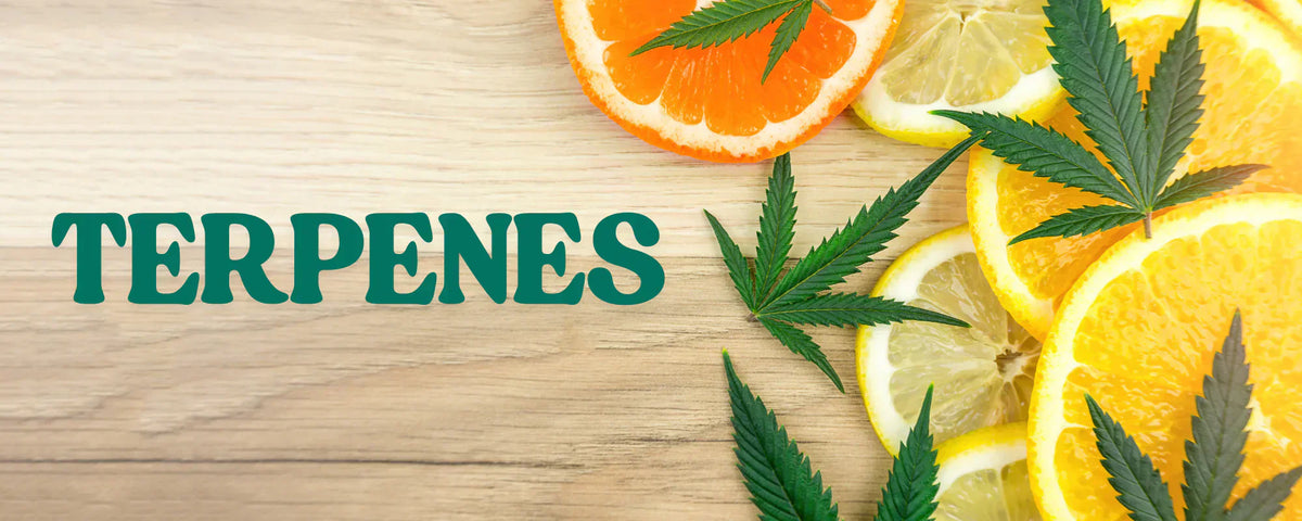 TERPENES text with a selection of fruits and hemp leaves