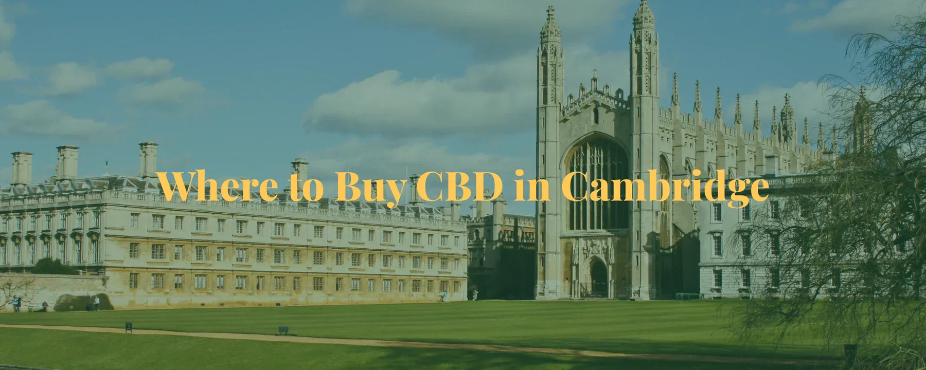 Where to Buy CBD in Cambridge