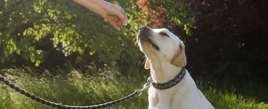 Labrador taking CBD oil