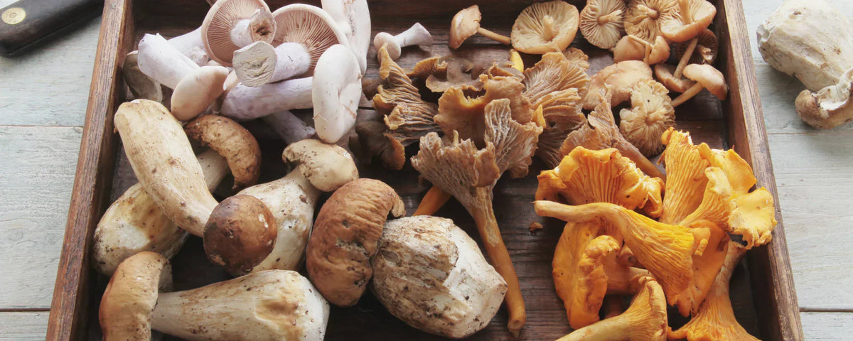 Nootropic mushrooms on a wooden board