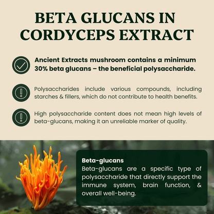Ancient Extracts Cordyceps & Chaga Energy Pair - image 4