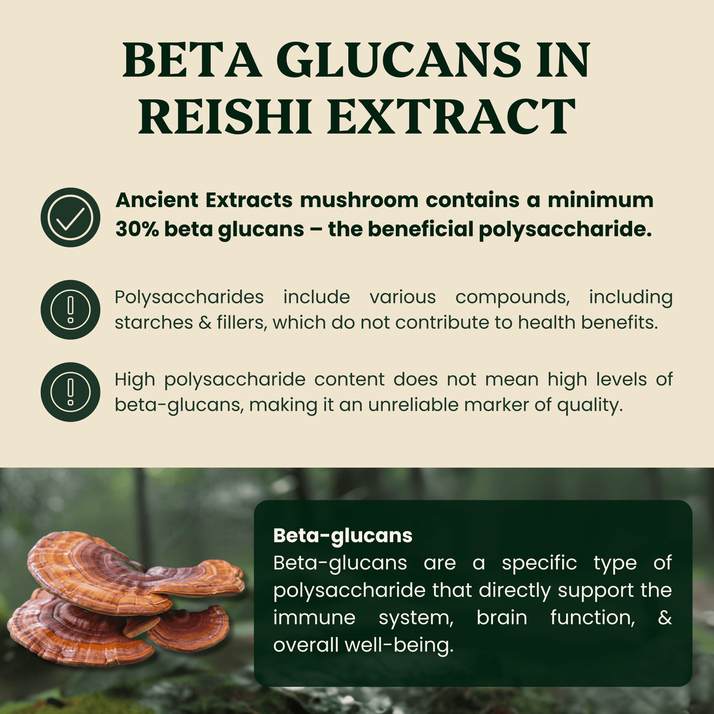 Ancient Extracts Reishi Mushroom Extract Powder