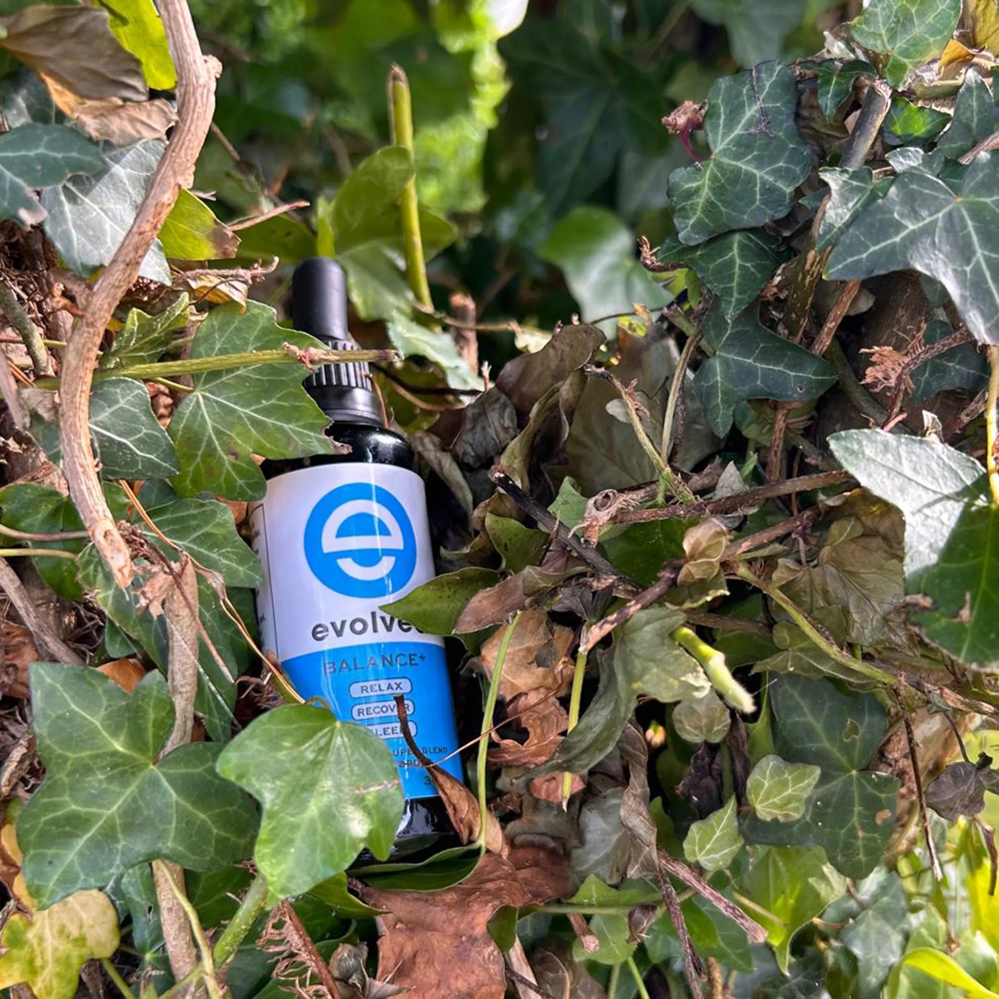 Evolved Daily Balance+ Mushroom Extract | The CBD Hut