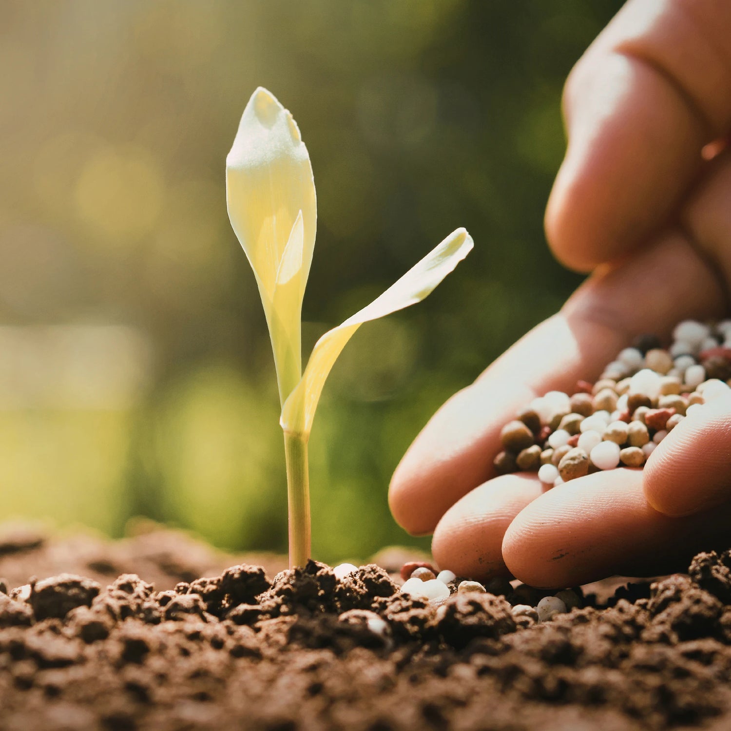 Hand holding seeds next to a small plant sprouting from soil with a blurred green background