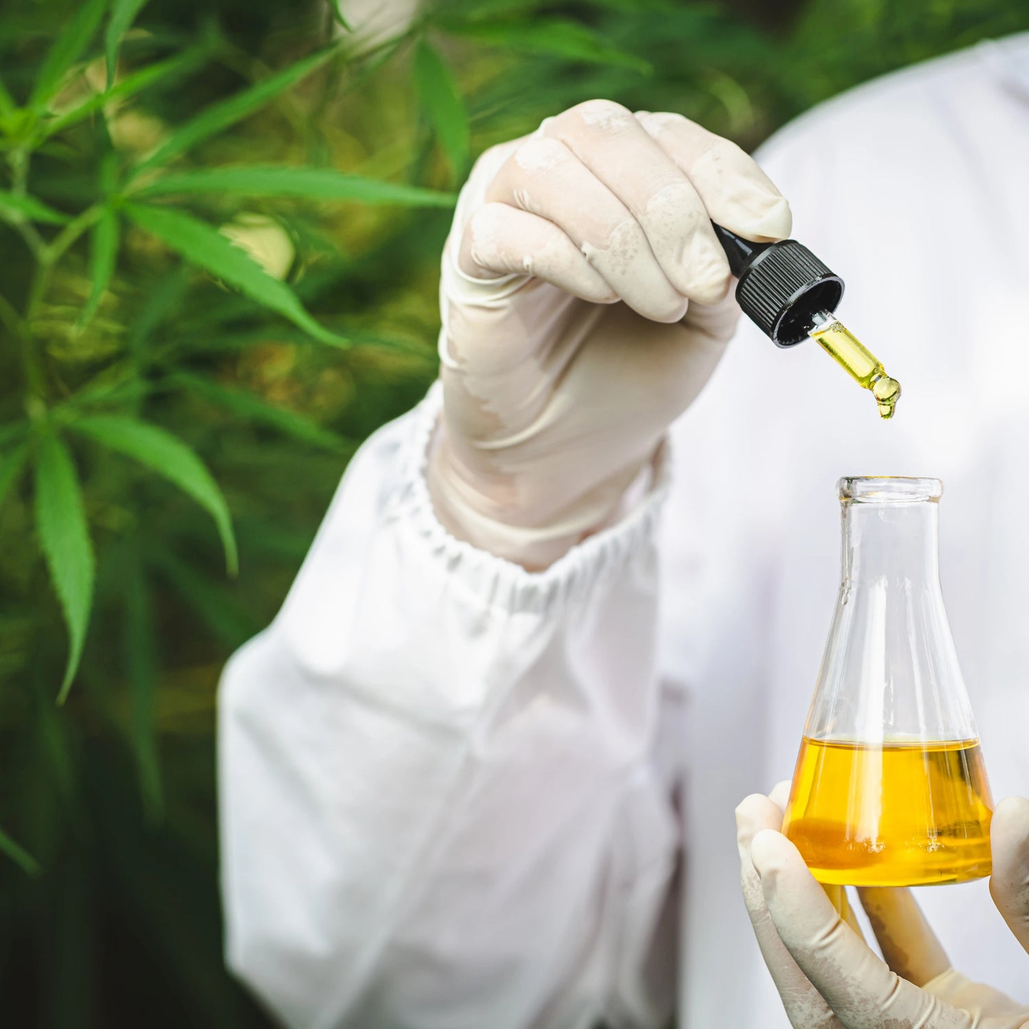 Lab technician testing CBD oil in a flask with a nature like background