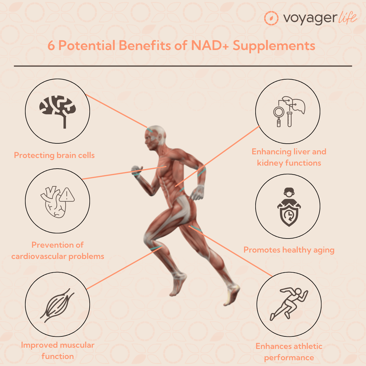 Voyager NMN 500mg Delayed Release 60 Capsules product information image
