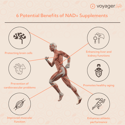 Voyager NMN 500mg Delayed Release 60 Capsules product information image