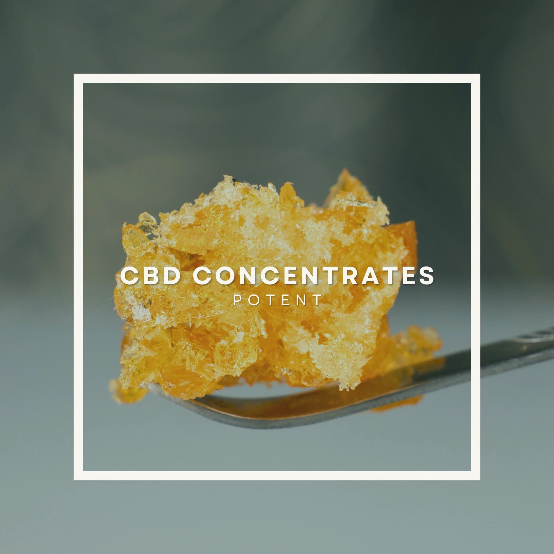 CBD concentrates on a spoon with text overlay against a blurred background