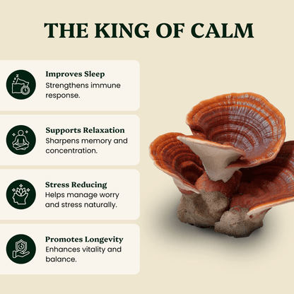 Ancient Extracts Reishi & Cordyceps Balance Pair