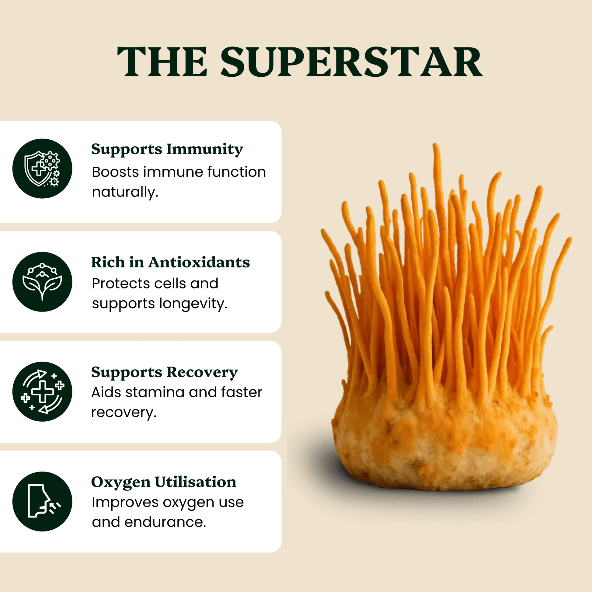 Ancient Extracts Cordyceps & Chaga Energy Pair