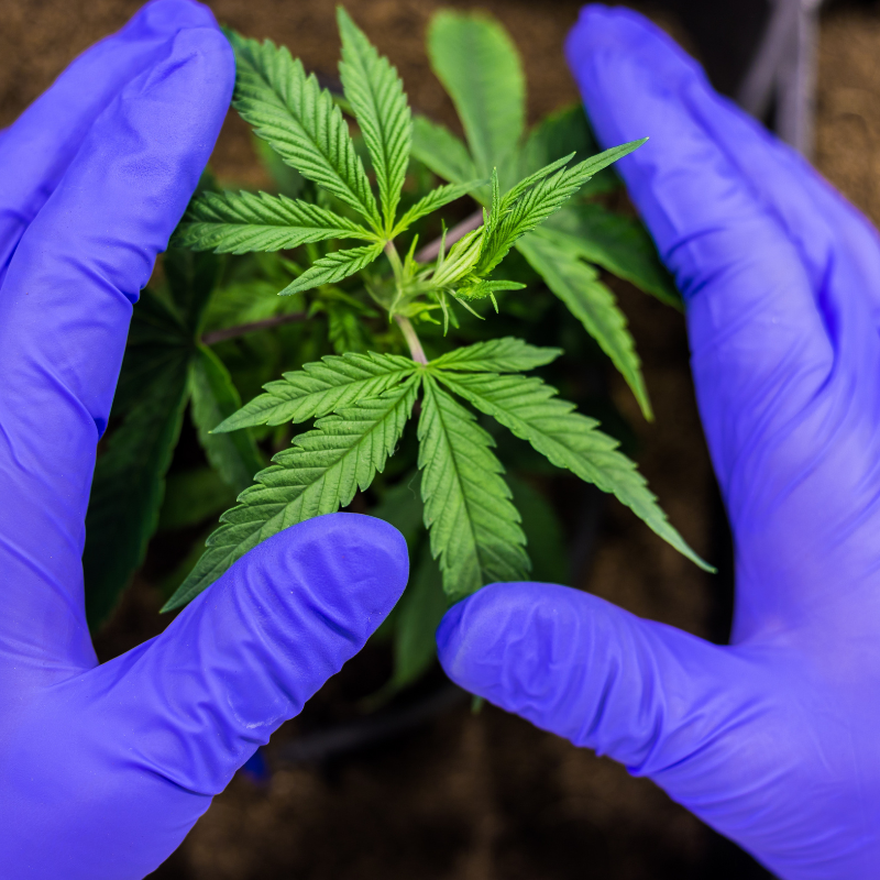 someone holding a marijuana plant 