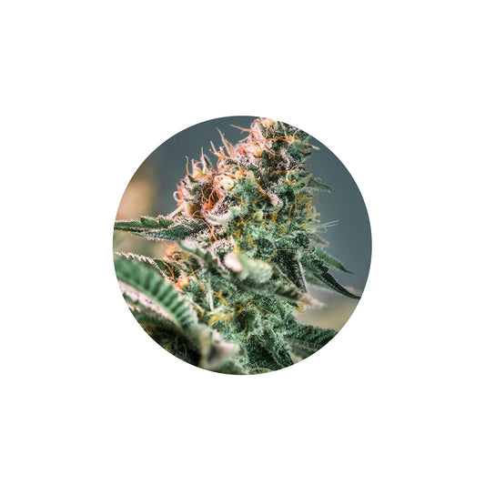 Improved Health Cannabis-Derived Terpenes 1ml