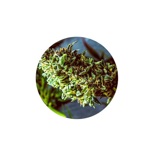 Improved Health Hemp-Derived Terpenes 1ml