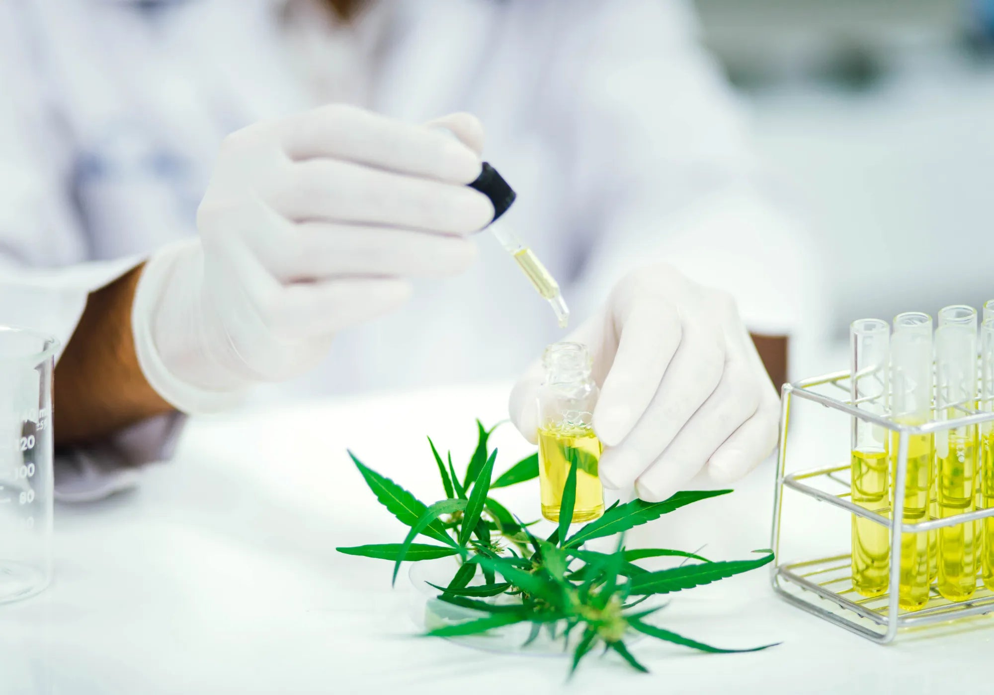 Person lab testing CBD products for purity and cannabinoid content