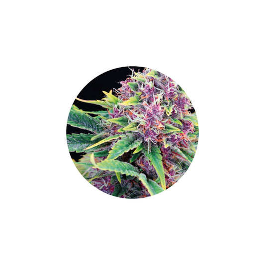 Improved Health Isolated Terpenes 1ml